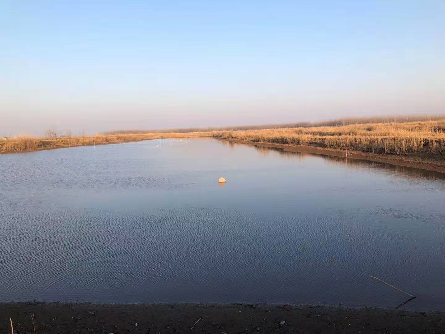 石首市小河口鎮(zhèn)神皇洲低洼地塊漁池約1400畝7年租賃經(jīng)營權(quán)(圖2) 石首市小河口鎮(zhèn)神皇洲低洼地塊漁池約1400畝7年租賃經(jīng)營權(quán)(圖2)